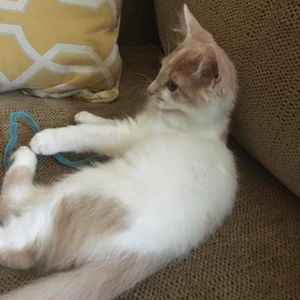 Meet your Posher, Ashley